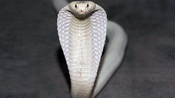 King Snake: título original: Biografia de uma cobra King